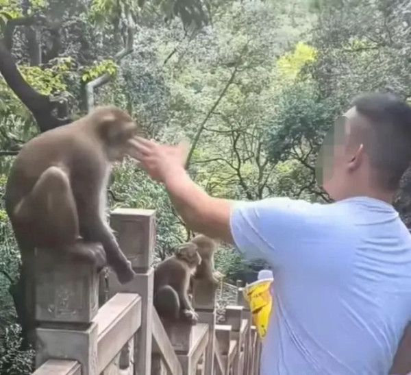 貴州男遊客無故「兜巴星」挑釁獼猴!慘遭旋風飛踢抓眼當場嚇傻