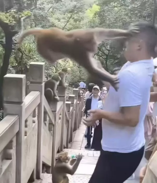 貴州男遊客無故「兜巴星」挑釁獼猴!慘遭旋風飛踢抓眼當場嚇傻