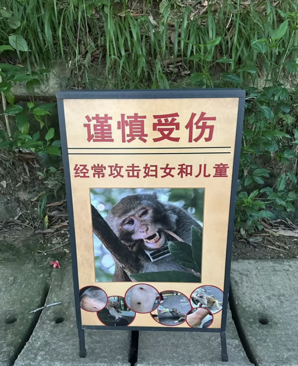 貴州男遊客無故「兜巴星」挑釁獼猴!慘遭旋風飛踢抓眼當場嚇傻