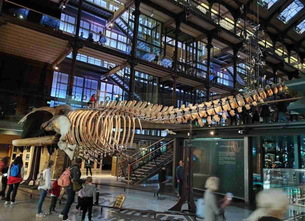 中國女涉盜巴黎博物館6公斤黃金被捕 部分內地網民竟支持犯案偷得有理 