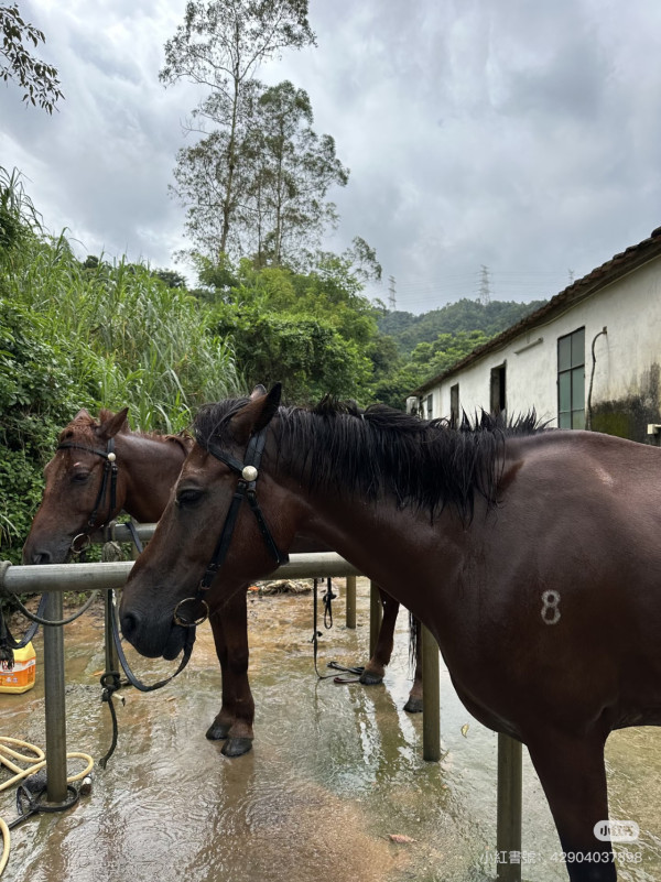 深圳騎馬羅田森林公園野外騎馬體驗(圖片:小紅書)