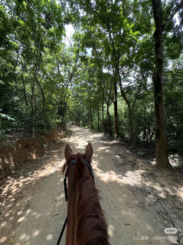 深圳騎馬羅田森林公園野外騎馬體驗(圖片:小紅書)