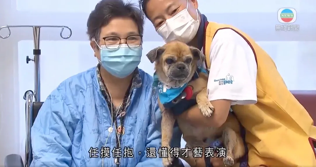 醫管局推寵物探訪！准長期住院/臨終病人與寵物「最後告別」可申請與毛孩相聚圓心願