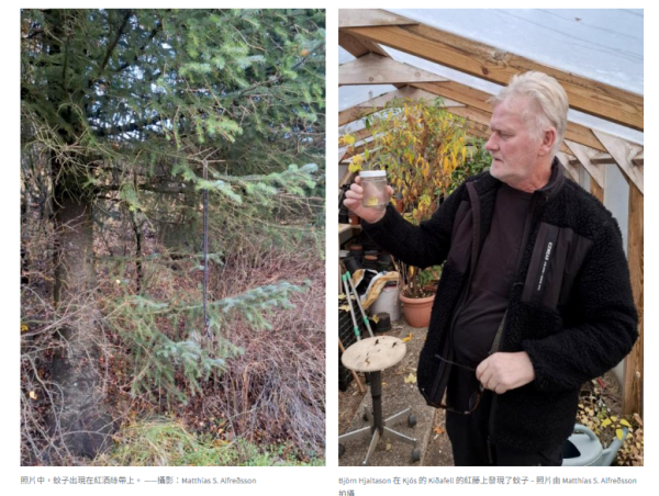 冰島首次發現蚊(圖片: 冰島自然歷史研究網站) 冰島首次發現蚊(圖片: 冰島自然歷史研究網站)