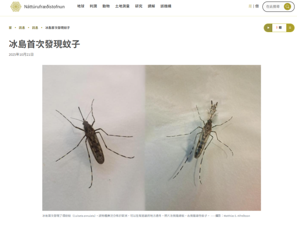 冰島首次發現蚊(圖片: 冰島自然歷史研究網站) 冰島首次發現蚊(圖片: 冰島自然歷史研究網站)