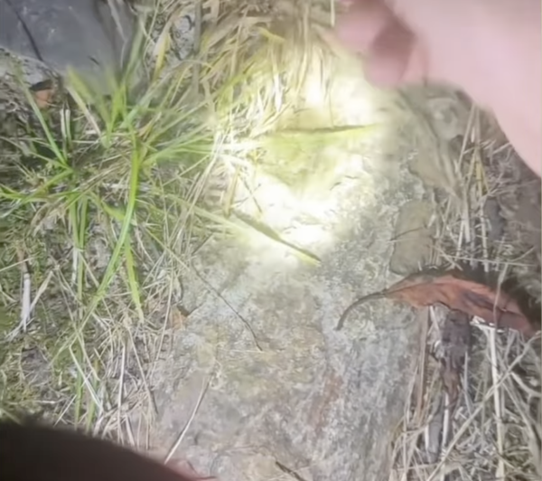 內地遊客攻日本公園挖蟬蛹尋下酒菜！日本人震驚：太可怕了蟬怎可以吃 