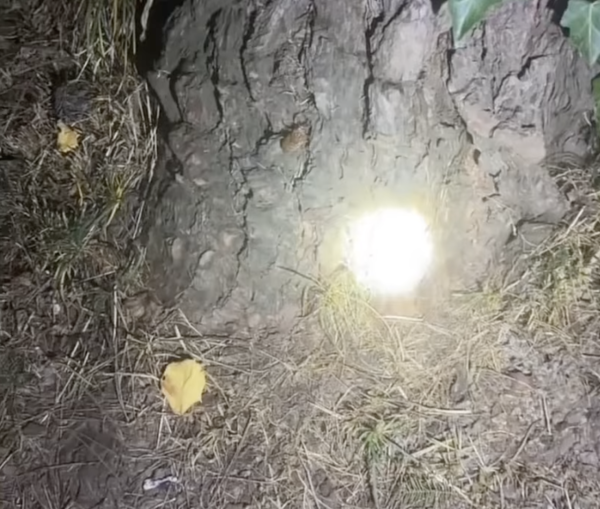 內地遊客攻日本公園挖蟬蛹尋下酒菜！日本人震驚：太可怕了蟬怎可以吃 