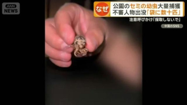 內地遊客攻日本公園挖蟬蛹尋下酒菜！日本人震驚：太可怕了蟬怎可以吃 