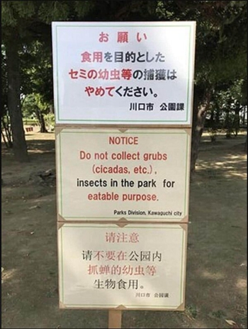 內地遊客攻日本公園挖蟬蛹尋下酒菜！日本人震驚：太可怕了蟬怎可以吃 
