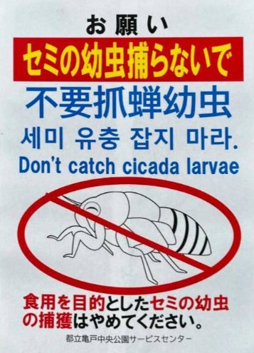 內地遊客攻日本公園挖蟬蛹尋下酒菜！日本人震驚：太可怕了蟬怎可以吃 