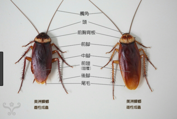 巨型「美洲蟑螂」攻佔福岡  旅客及當地居民震驚：體型非常巨大 