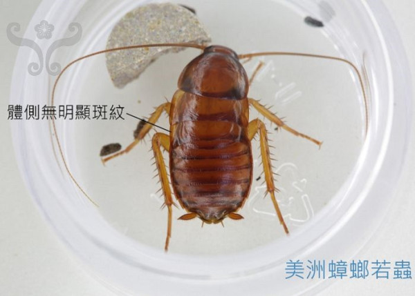 巨型「美洲蟑螂」攻佔福岡  旅客及當地居民震驚：體型非常巨大 