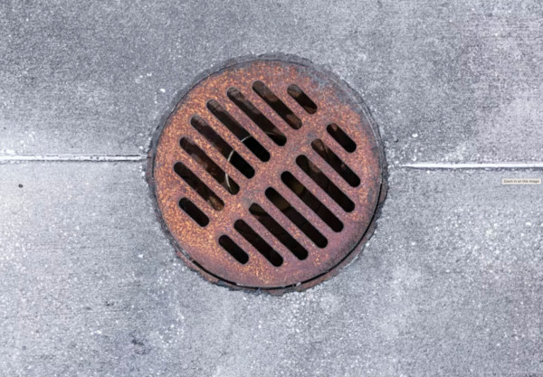 巨型「美洲蟑螂」攻佔福岡  旅客及當地居民震驚：體型非常巨大 