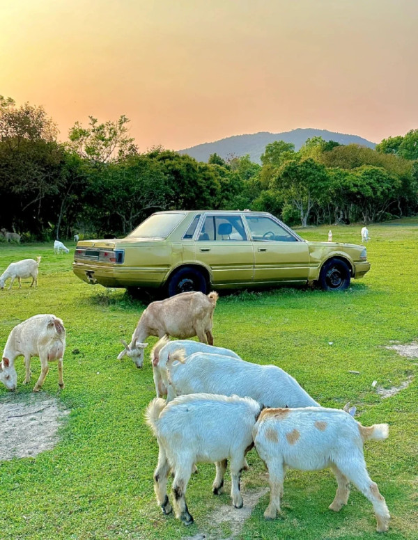 圖片來源：小紅書