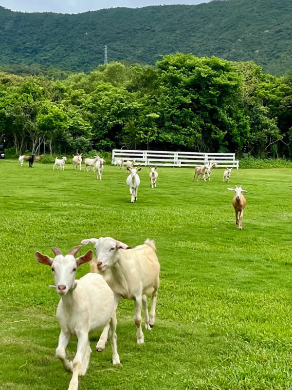 圖片來源：小紅書