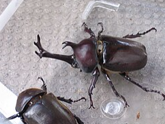 照片來源：網上圖片 