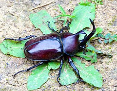 照片來源：網上圖片 