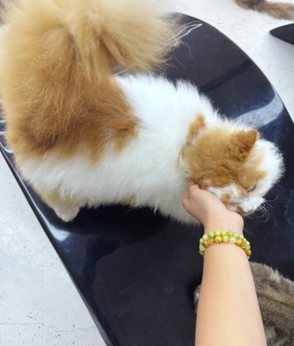 照片來源：小紅書