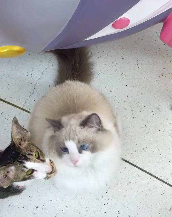 照片來源：小紅書