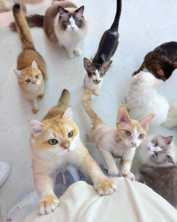 照片來源：小紅書