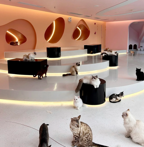 照片來源：小紅書