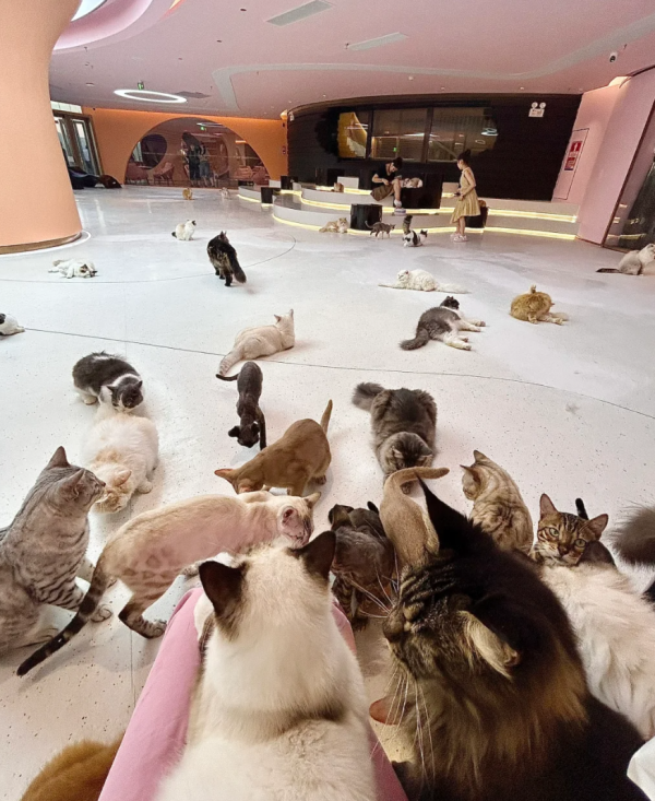 照片來源：小紅書