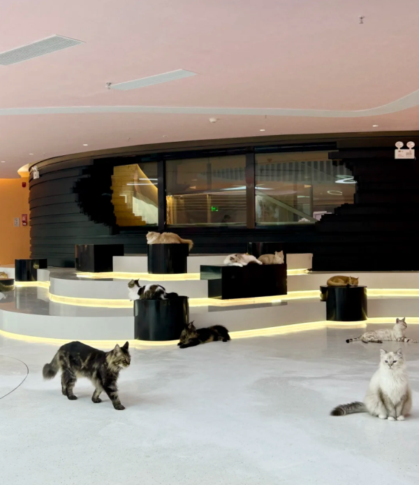 照片來源：小紅書