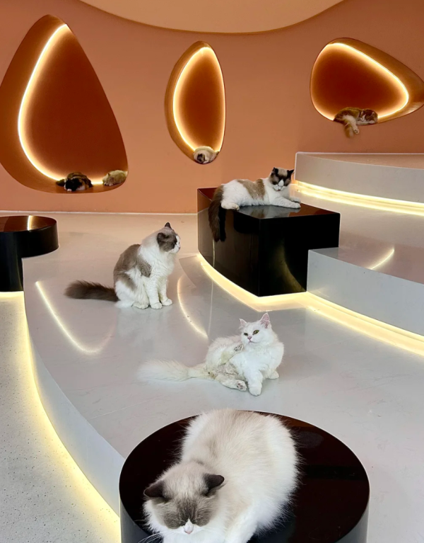 照片來源：小紅書