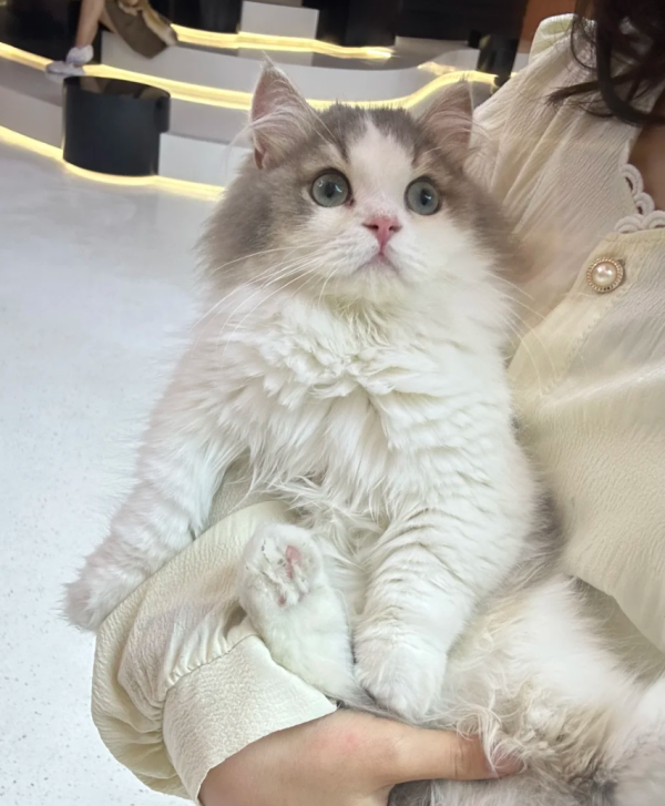 照片來源：小紅書