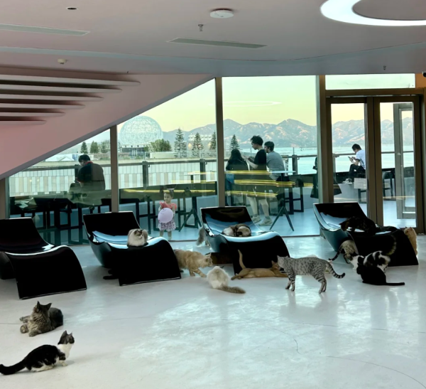 照片來源：小紅書