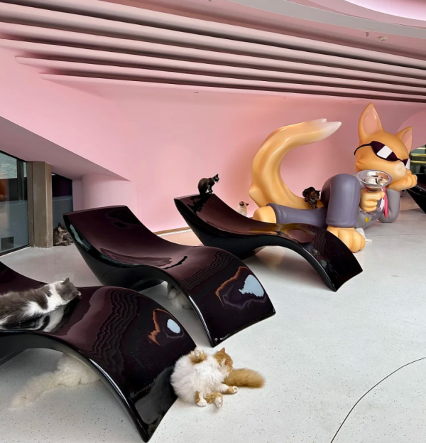 照片來源：小紅書