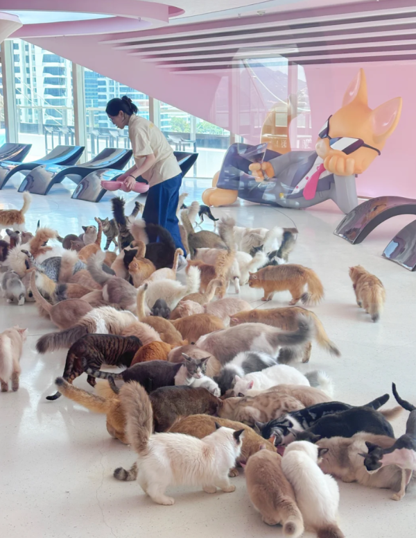 照片來源：小紅書