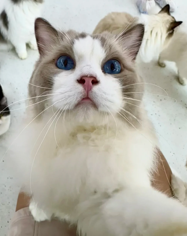 照片來源：小紅書