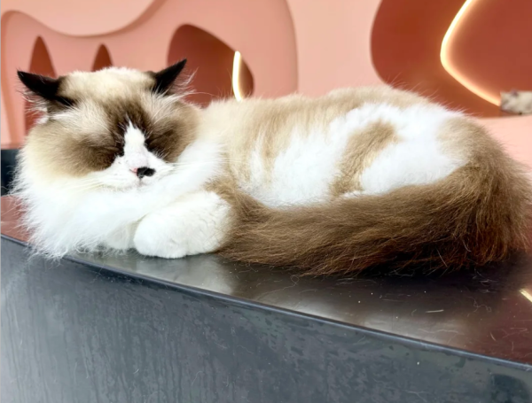 照片來源：小紅書