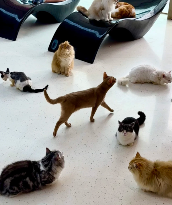 照片來源：小紅書