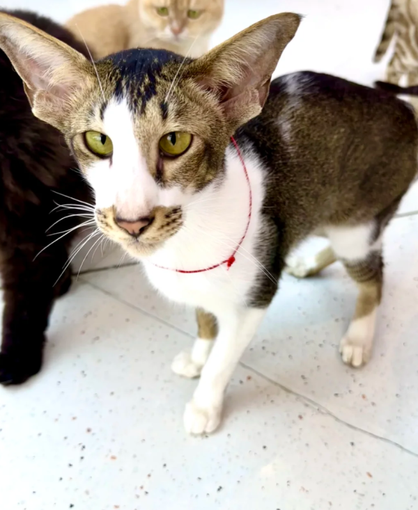 照片來源：小紅書