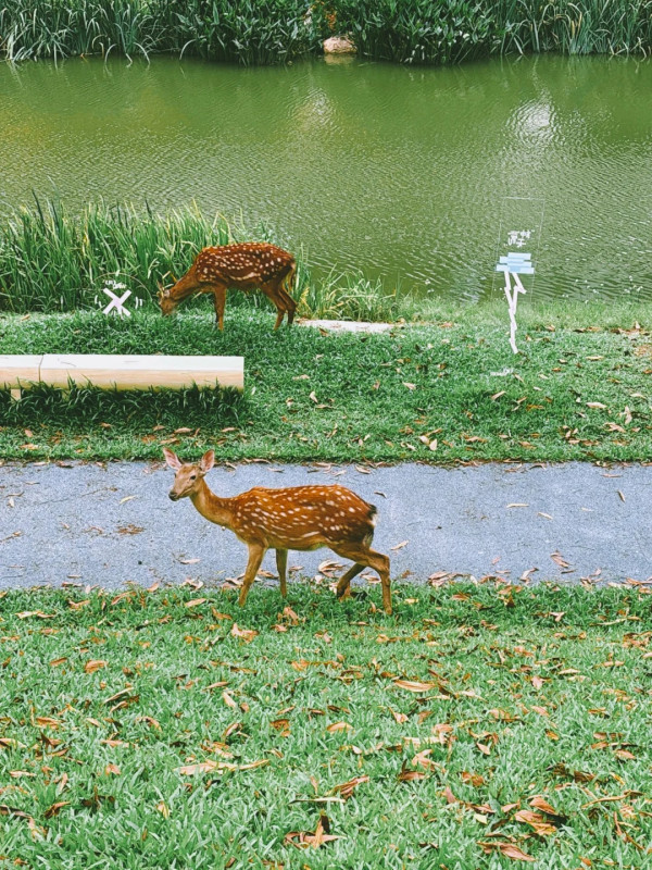 龍崗大運天地。圖片來源:小紅書@哇啦哇啦 龍崗大運天地。圖片來源:小紅書@哇啦哇啦