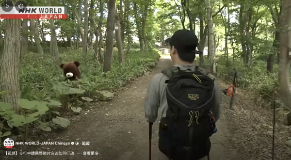 日本單月64宗熊襲擊今年9人喪命  NHK出片教「熊出沒」自保 究竟應唔應該扮死？