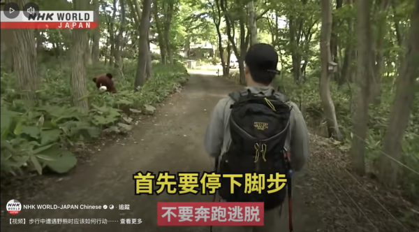 日本單月64宗熊襲擊今年9人喪命  NHK出片教「熊出沒」自保 究竟應唔應該扮死？