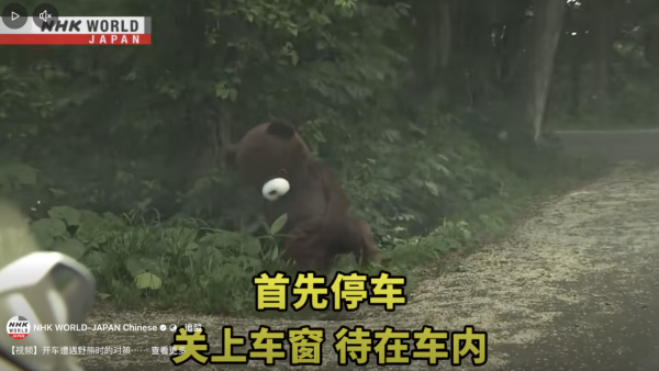 日本單月64宗熊襲擊今年9人喪命  NHK出片教「熊出沒」自保 究竟應唔應該扮死？
