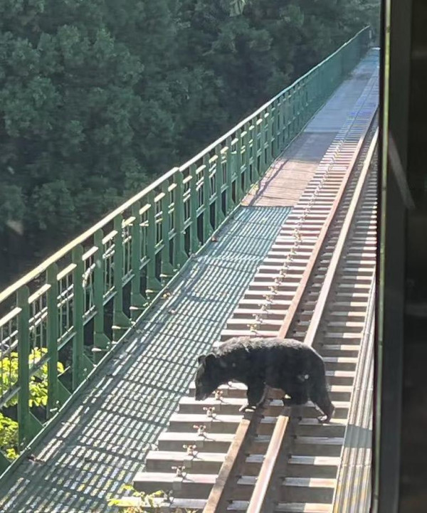 日本單月64宗熊襲擊今年9人喪命  NHK出片教「熊出沒」自保 究竟應唔應該扮死？