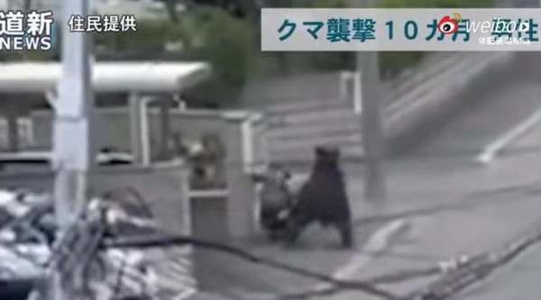日本單月64宗熊襲擊今年9人喪命  NHK出片教「熊出沒」自保 究竟應唔應該扮死？