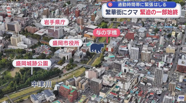 日本單月64宗熊襲擊今年9人喪命  NHK出片教「熊出沒」自保 究竟應唔應該扮死？