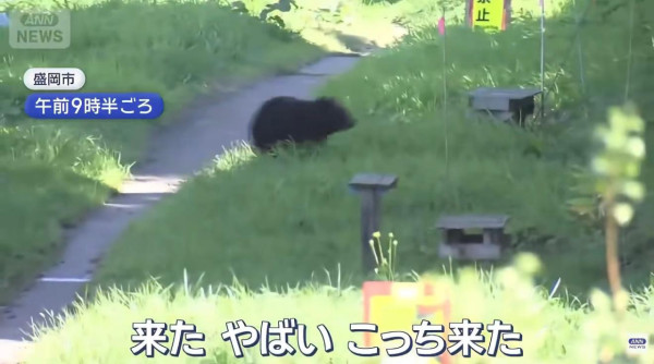 日本單月64宗熊襲擊今年9人喪命  NHK出片教「熊出沒」自保 究竟應唔應該扮死？