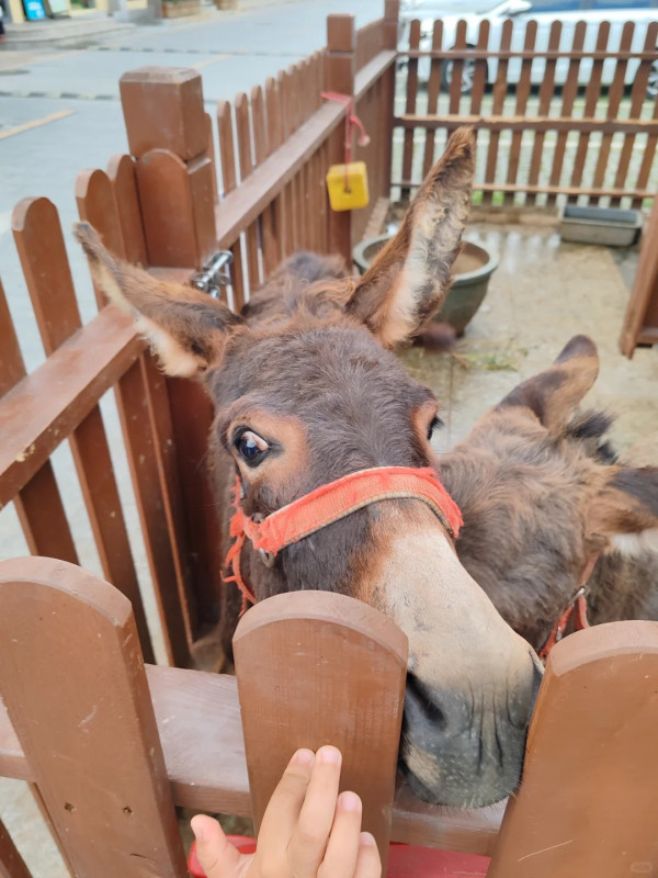 紅木文化古鎮。圖片來源︰小紅書@芝芝有好柿🍅 紅木文化古鎮。圖片來源︰小紅書@芝芝有好柿🍅