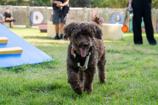 年長寵物免費乘坐九巴寵物巴士！每月指定日子適用 即睇登記方法