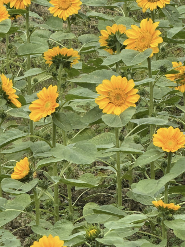 元朗信芯園最後一季太陽花 預料11月上旬全盛綻放 附交通方法