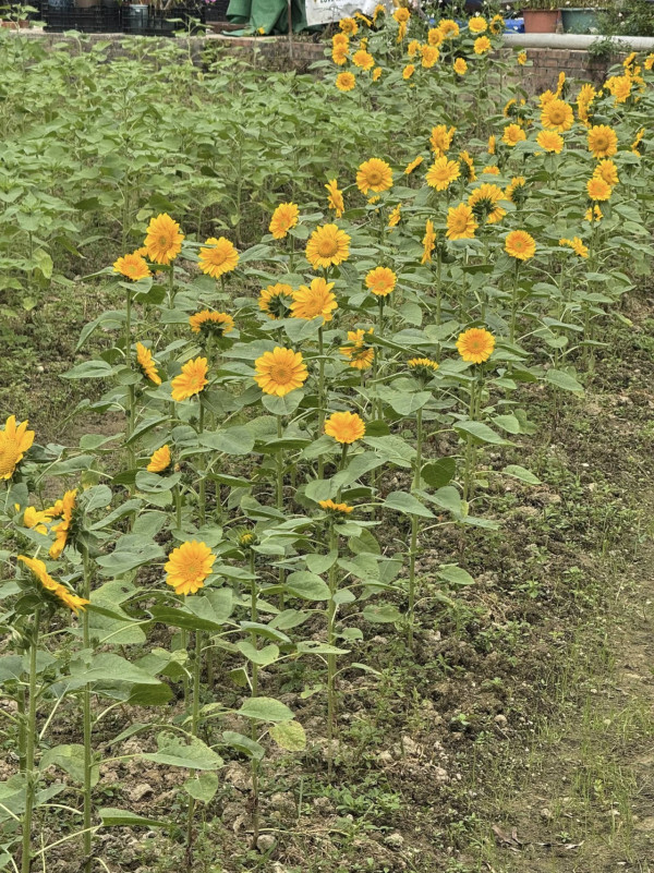 元朗信芯園最後一季太陽花 預料11月上旬全盛綻放 附交通方法