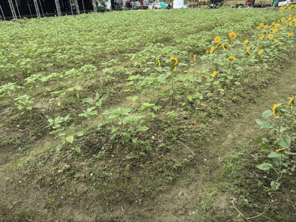 元朗信芯園最後一季太陽花 預料11月上旬全盛綻放 附交通方法