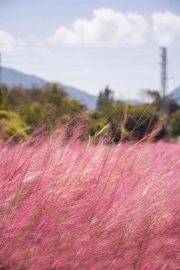 禾塘濕地園。圖片來源:小紅書@深圳周末去哪 禾塘濕地園。圖片來源:小紅書@深圳周末去哪